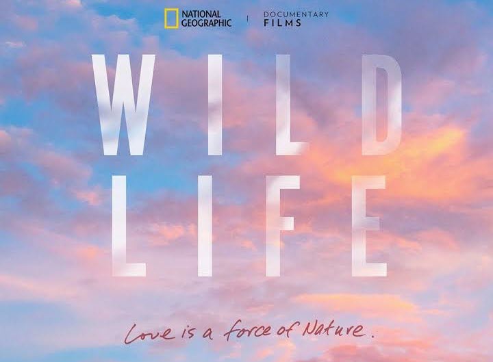 Wild_Live_Movie_Cover_Featured